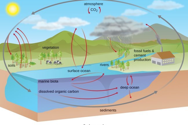 Biogeochemical Cycles