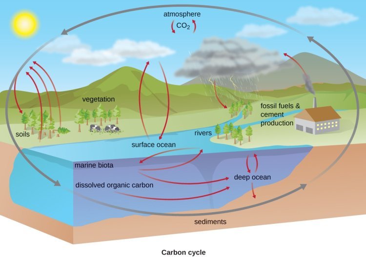 Biogeochemical Cycles